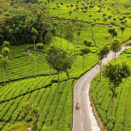 teaestates
